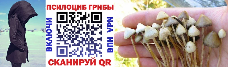 закладки  Хвалынск  дарк нет клад  Галлюциногенные грибы MAGIC MUSHROOMS 
